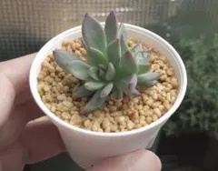 k*n様 双頭 赤鬼(小) ミックスベリア おらいさん苗 多肉植物 抜き苗