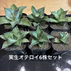2026年最新】オテロイ実生 セットの人気アイテム - メルカリ