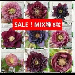 SALE！　クリスマスローズ　SP MIX　8粒 種 宿根 苗　鉢 バラのサムネイル