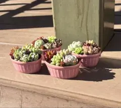 多肉植物 寄せ植え そのまま飾れる✧*。٩(ˊωˋ*)و✧*ピンク楕円鉢No.2
