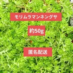 2026年最新】モリムラ万年草の人気アイテム - メルカリ