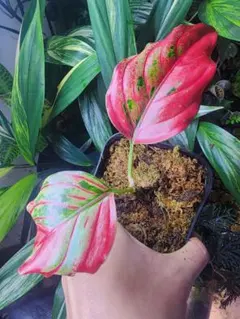 2025年最新】アグラオネマの人気アイテム - メルカリ