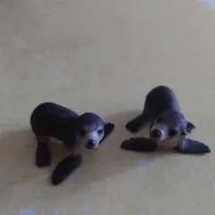 シュライヒ　アザラシ