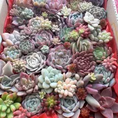 【45】多肉植物 カット苗 詰め合わせ 寄せ植えセット■特別価格■