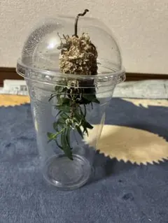 今年最後のカヤラン 水苔巻ヘゴ板カップ付き②のサムネイル