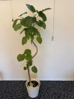 フィカス ウンベラータ 140cm8号 S-shaped tree form - メルカリ