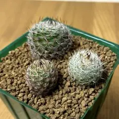 あんぽんたん様 リクエスト 2点 まとめ商品