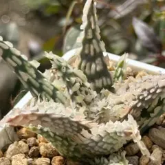 2026年最新】アロエハイブリッドの人気アイテム - メルカリ