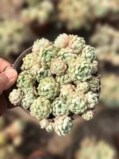 Top【選抜株】多肉植物 361467ピーチ ジェイド 80個 鉢無し/脱土