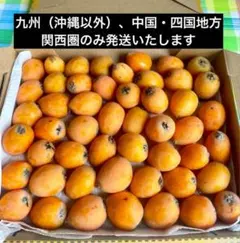 びわ 枇杷 熊本県産　小玉　約50玉　⚠️コンビニATM振り込み不可のサムネイル