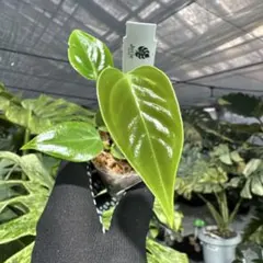 2026年最新】anthuriumの人気アイテム - メルカリ