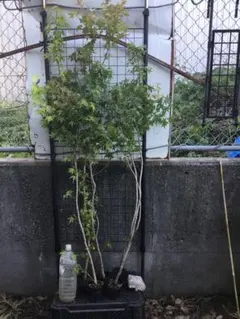 山採りアブラツツジ アブラC H100cm W80cm - メルカリ