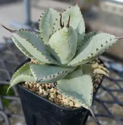 Tsuyoshi  KK様 リクエスト 2点 まとめ商品