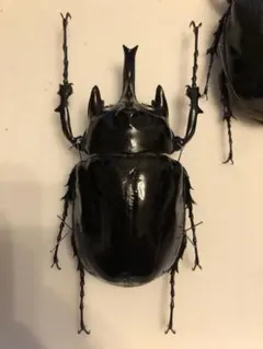 2026年最新】レックスゾウカブトの人気アイテム - メルカリ