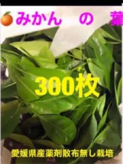 Item thumbnail for item f45dfecf-ec85-48b8-b278-00025703d6f6