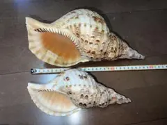 開運白龍様 リクエスト 2点 まとめ商品