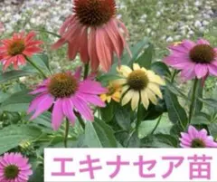 msamy様 リクエスト 2点 まとめ商品