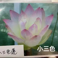 2026年最新】蓮根 苗 レンコンの人気アイテム - メルカリ