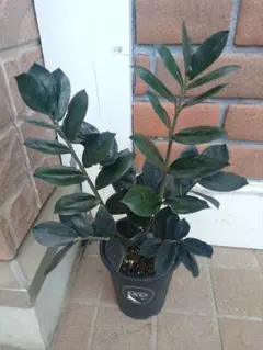 ザミオクルカス レイヴン ブラックオレンジ斑入り 観葉植物① - メルカリ