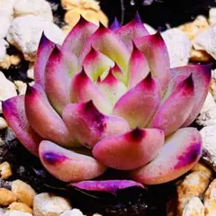 多肉植物 ☘️ロメオ☘️韓国苗育成 抜き苗 e62 - メルカリ