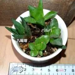 ※確認苗※デルトイデア　タンクアカルー　抜き苗 クラッスラ デルトイデア タンクアカルー 抜き苗 多肉植物 - メルカリ