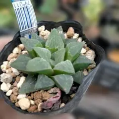 クラッスラ デルトイデア タンクアカルー 抜き苗 多肉植物 - メルカリ