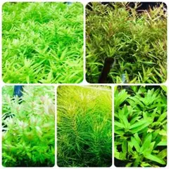 のり様専用です