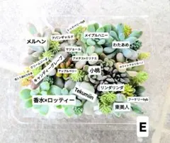 多肉植物　カット苗　詰め合わせセットE