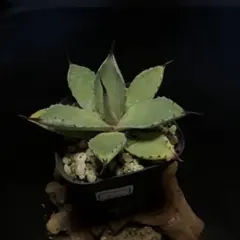 Koki様 リクエスト 3点 まとめ商品