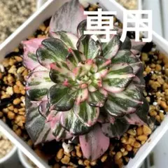 2025年最新】ブラックプリンス錦の人気アイテム - メルカリ