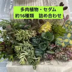 さわら様 リクエスト 2点 まとめ商品