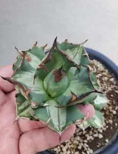 アガベチタノタ　厳龍錦　縞斑　　根っ子つよし7号 レア株】アガベ チタノタ 