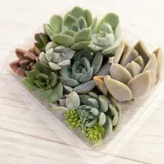 ①多肉植物♡エケベリア韓国苗詰め合せ♡セダムカット苗セット♡現品