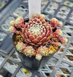 ゆかり·͜· ︎︎発送16日〜。様 リクエスト 3点 まとめ商品