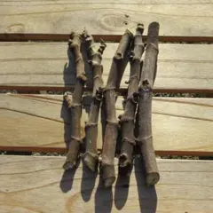 イチジク　ザ・キング(夏果専用種)　挿し穂　5本