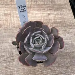 2025年最新】シャビアナの人気アイテム - メルカリ