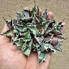 2025年最新】アガベ チタノタ シーザーの人気アイテム - メルカリ