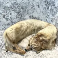 高島屋 FOX フォックスファー マフラー リアルファー きつね 狐 キツネ