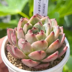 ミックスベリア ウェディングベル 抜き苗 おらいさん 多肉植物 札は