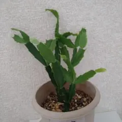 デンマークカクタス　苗　真っ白のサムネイル