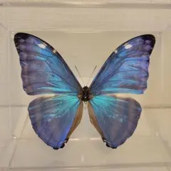 Brazil Morpho portis thamyris 71mm - メルカリ