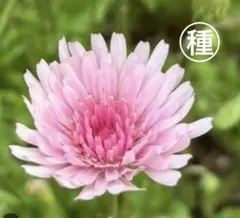 なのはな様 リクエスト 3点 まとめ商品