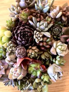 Kaka様 リクエスト 2点 まとめ商品