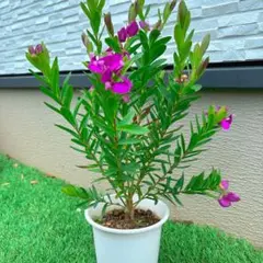 宿根草・多年草【フィロティカ・ノディフローラ】3.5号【鮮やかな