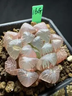 68g 多肉植物 ハオルチア 紅アイスライト錦 自家繁殖 鉢植え発送