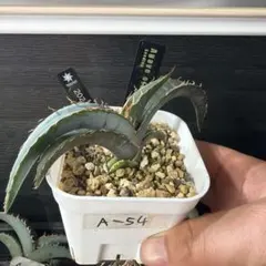 2026年最新】オテロイ 実生 選抜の人気アイテム - メルカリ