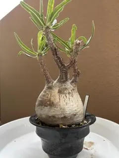 特大 現地球 発根済 パキポディウムグラキリス 加藤裕章 鉢付き 2025年最新】パキポディウムグラキリス 現地球の人気アイテム