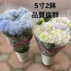 2026年最新】あじさいの人気アイテム - メルカリ
