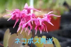✿山野草苗 ✿ イカリソウ「夕映」 濃色赤紫色の早咲き種✿のサムネイル