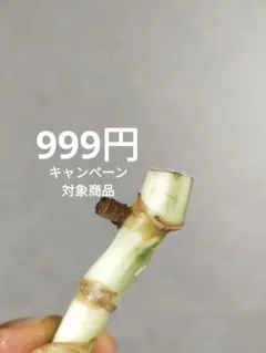 ホワイトタイガー　茎伏せ A30】斑入りモンステラ ホワイトタイガー 茎伏せ用カット茎 成長点2つ